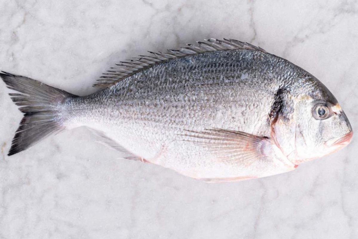 Seabream fish (sea bream) from Tunisia